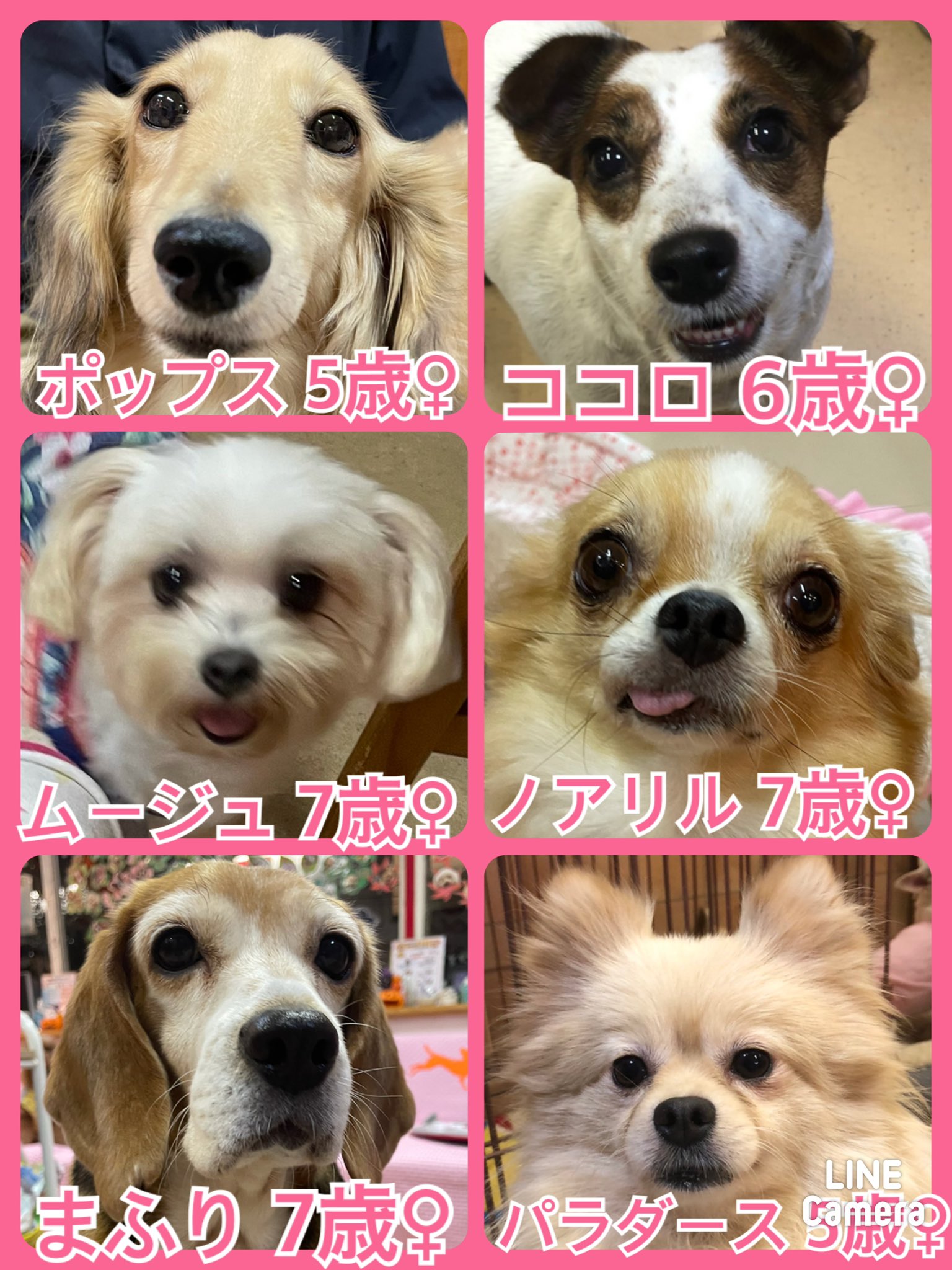 🐾今日の里親様募集中ワンコ🐶メンバーです🐾2021,10,5